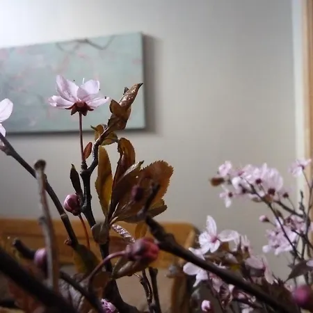 Affittacamere Alizée 3*